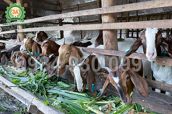 Máy băm cỏ cho dê: Tăng năng suất, giảm hao hụt thức ăn tới 40%