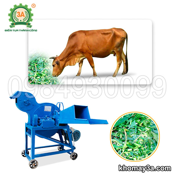 Thức ăn cho bò: Nên băm ở độ dài bao nhiêu là tối ưu?
