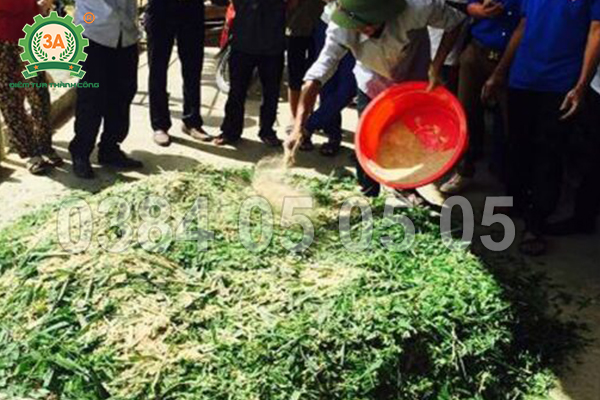 Máy băm cỏ cho bò – Bí quyết phối trộn thức ăn tăng trọng nhanh, hiệu quả