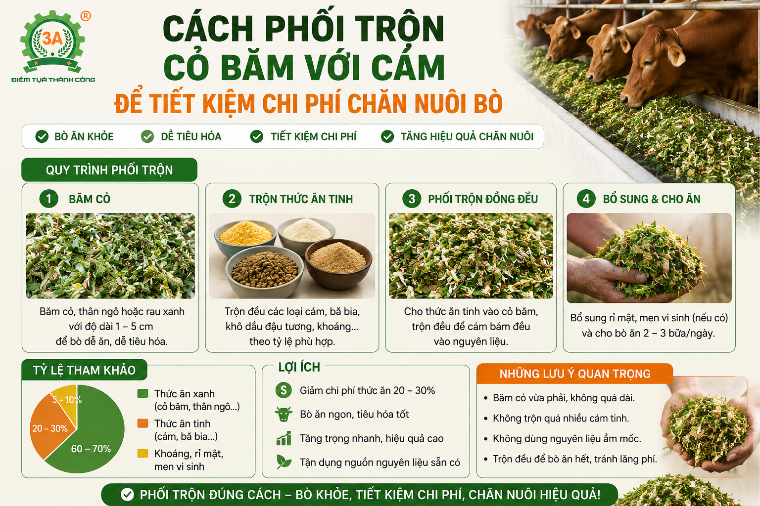 Cách phối trộn cỏ băm với cám để tiết kiệm chi phí chăn nuôi bò