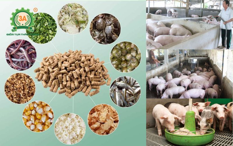 Cách phối trộn nguyên liệu cho máy ép cám viên lợn ăn khỏe, tăng trọng nhanh