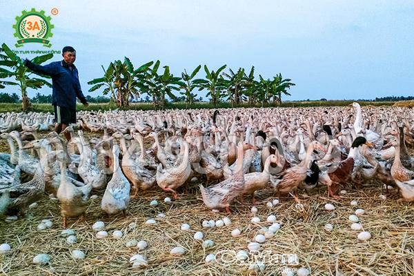 Công thức ép cám viên cho vịt đẻ và vịt thịt để giảm hao hụt thức ăn hiệu quả