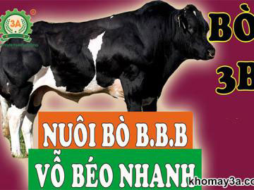 kỹ thuật nuôi bò 3B vỗ béo