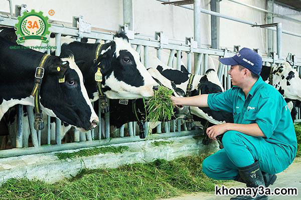 Một trang trại bò sữa sử dụng máy băm cỏ voi – kết quả vượt mong đợi