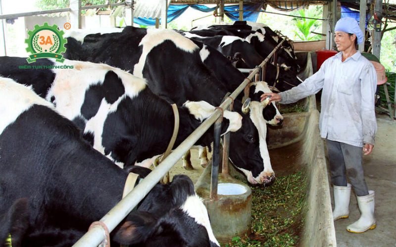 Tiết kiệm 30% chi phí thức ăn: Cách phối trộn cỏ và cám bằng máy băm cỏ bò hiệu quả