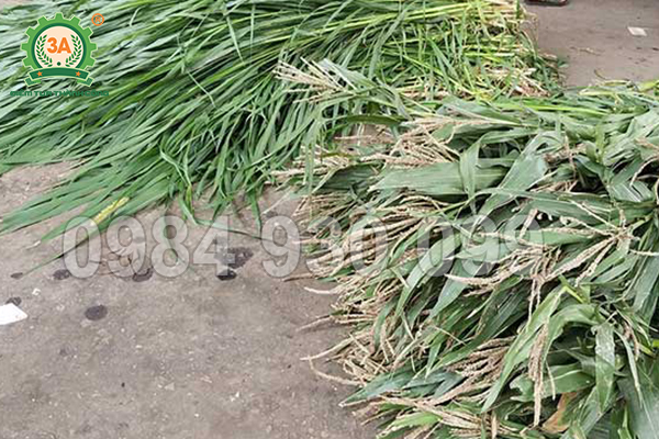 Máy băm cỏ cho bò: Cách giảm 30% chi phí thức ăn thô trong mùa khô