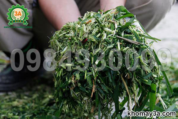 Tại sao nhiều hộ nuôi bò dùng thiết bị băm tự động thay vì băm bằng tay?