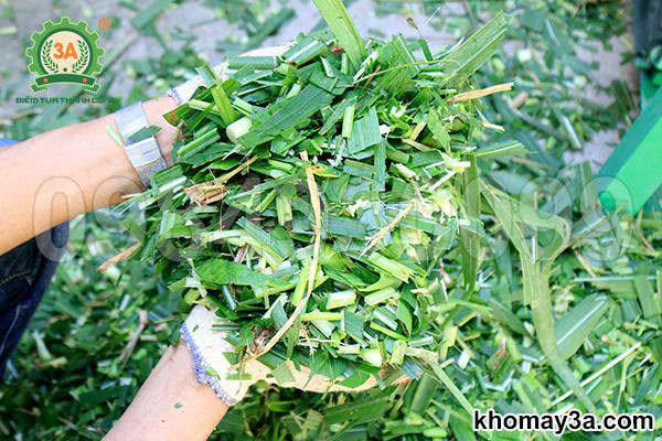 Lựa Chọn Lý Tưởng Giữa Máy Băm Cỏ Gia Đình Và Máy Công Suất Lớn