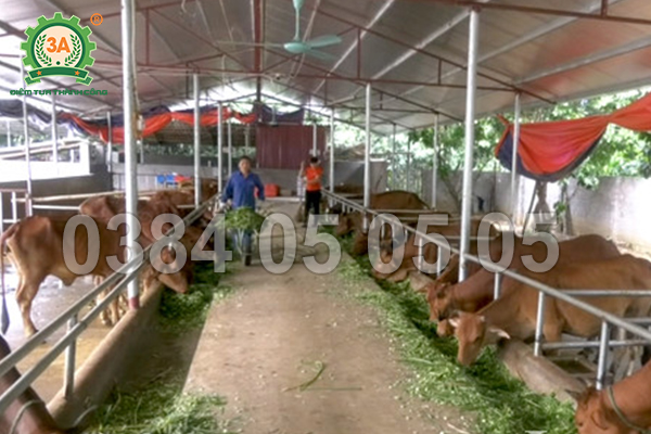 Hướng dẫn làm cỏ ủ chua bằng máy băm cỏ – Tăng dinh dưỡng, dễ bảo quản cho vật nuôi