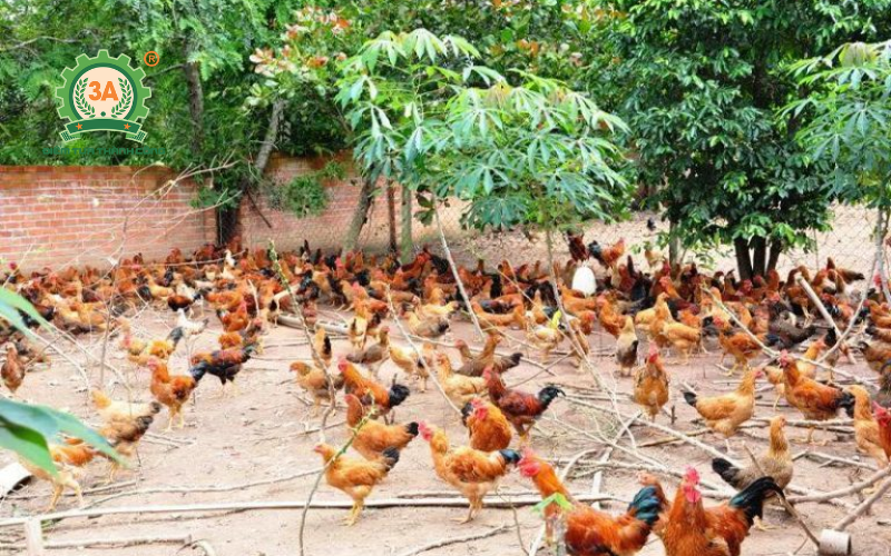 Hộ nuôi gà thả vườn cần lưu ý gì khi dùng máy ép cám viên cho gà tại nhà?