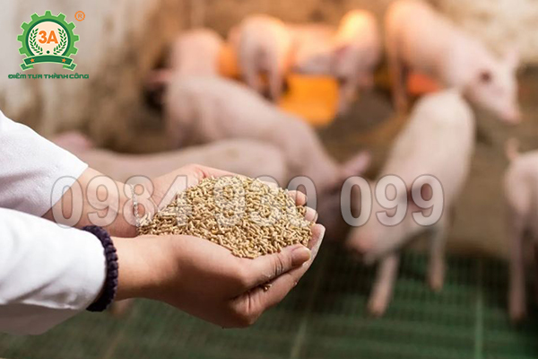 Máy ép cám viên cho lợn – giúp tiết kiệm đến 50% chi phí thức ăn?