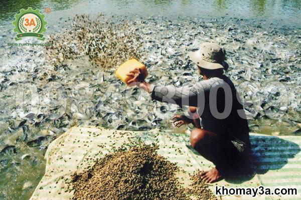 Hướng dẫn phối trộn nguyên liệu giúp cám nổi lâu, cá ăn không bị chìm