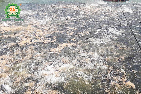 Máy ép cám viên nổi cho cá – Lựa chọn không thể thiếu cho mô hình nuôi ao thâm canh