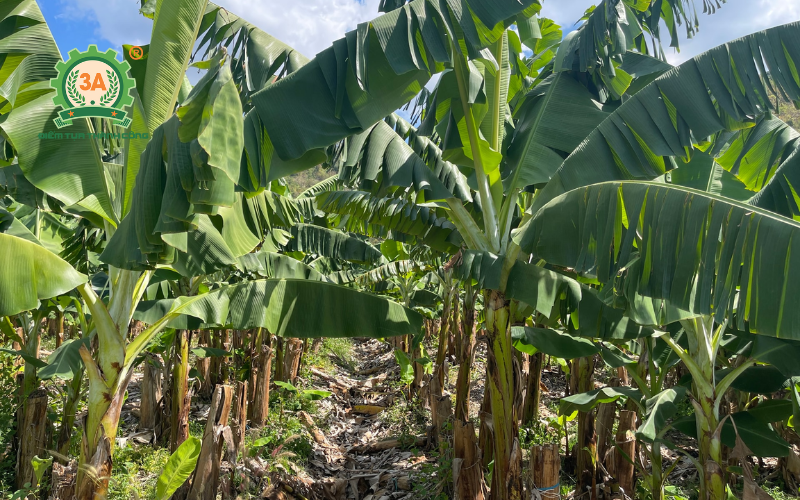 Biến thân chuối bỏ đi thành thức ăn chăn nuôi giá trị nhờ máy thái chuối