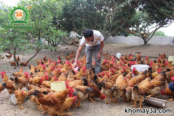 So sánh hiệu quả khi dùng máy ép cám viên tự làm cám cho gà thay vì mua sẵn