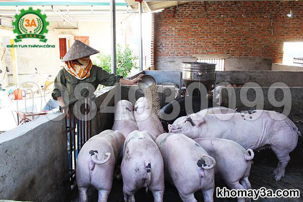 Mô hình chăn nuôi lợn hiệu quả