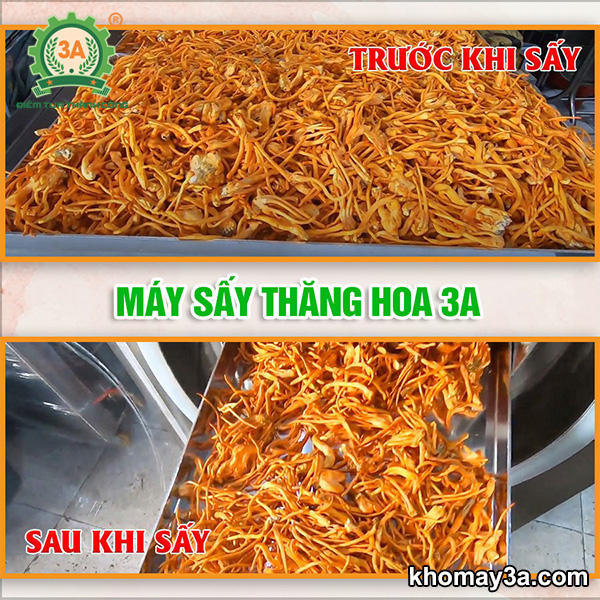 Máy sấy thăng hoa đông trùng hạ thảo 3A