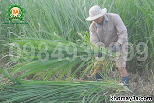 Ông Hòa đang thu gom cỏ voi