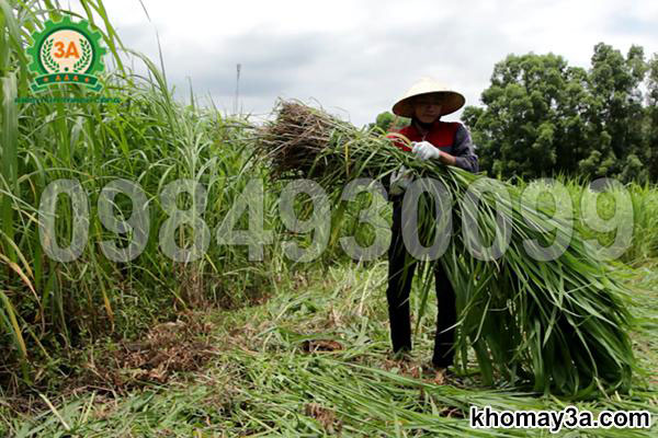 Thu hoạch vỏ voi