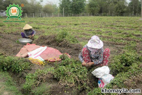 máy tuốt đậu phộng