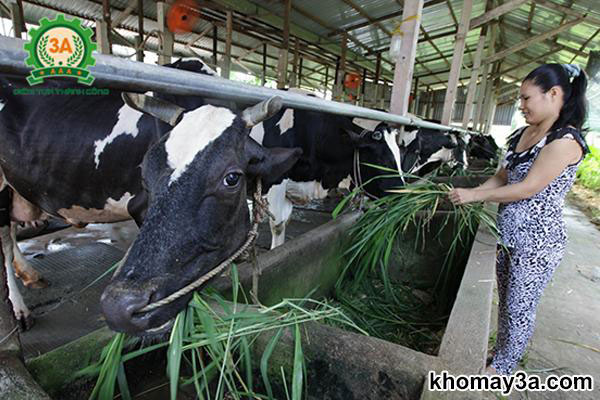 Cách nuôi bò nhanh lớn