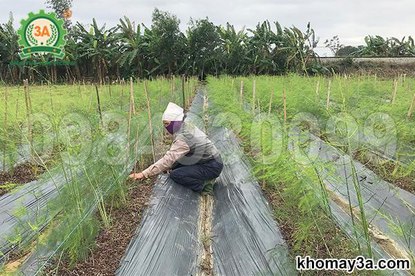 trồng cây măng tây