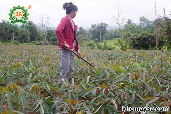 Kỹ thuật chăm sóc cây sắn