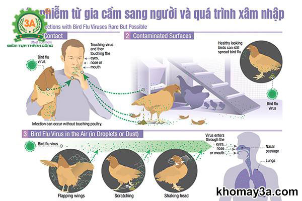 H5N1 là gì