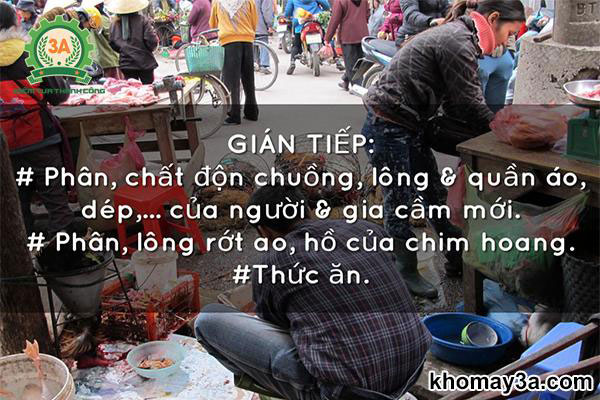 h5n1 lây qua đường nào