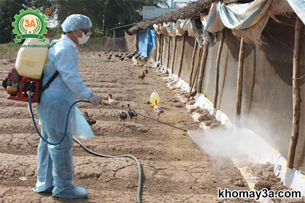 h5n1 ở gà