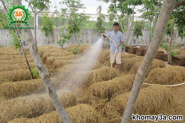 cách trồng nấm rơm đơn giản