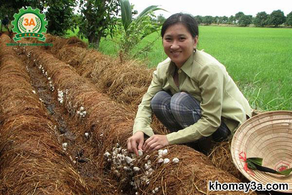 cách trồng nấm tại nhà