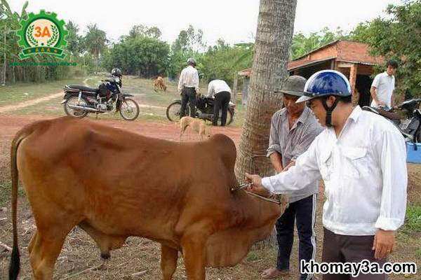 Kỹ thuật nuôi bò