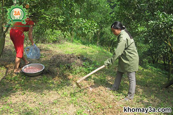 trồng cam xoàn