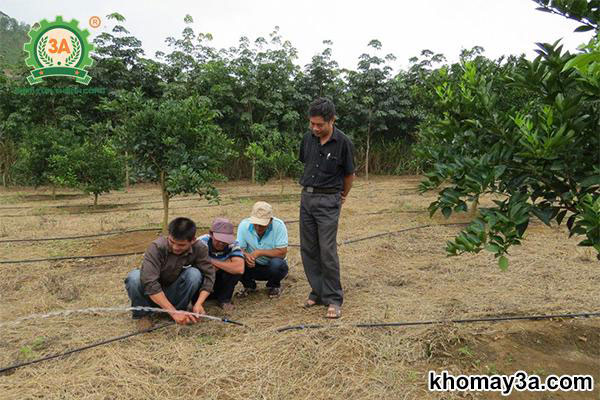 cây giống cam xoàn