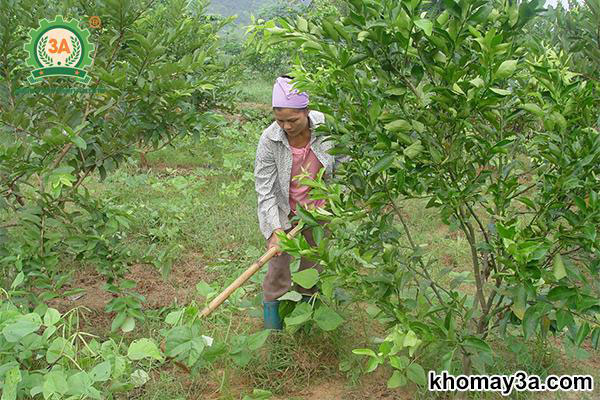 kỹ thuật trồng cây cam xoàn