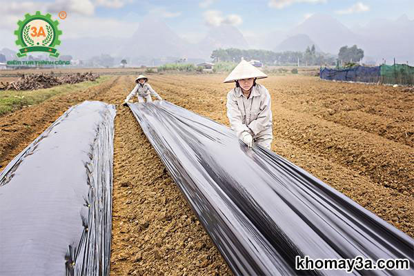 đât trồng cà gai leo