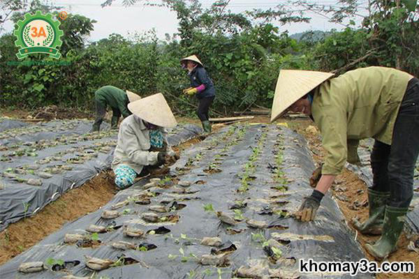 Cách trồng cà gai leo