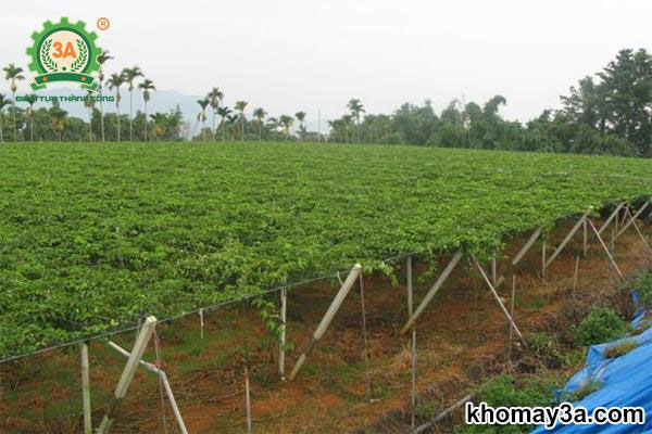 cách trồng chanh dây