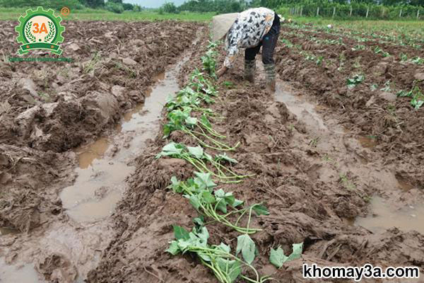 Thời vụ của khoai vàng