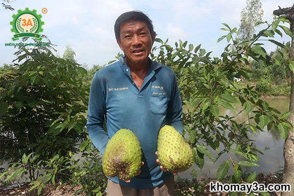 Thu hoạch mãng cầu xiêm