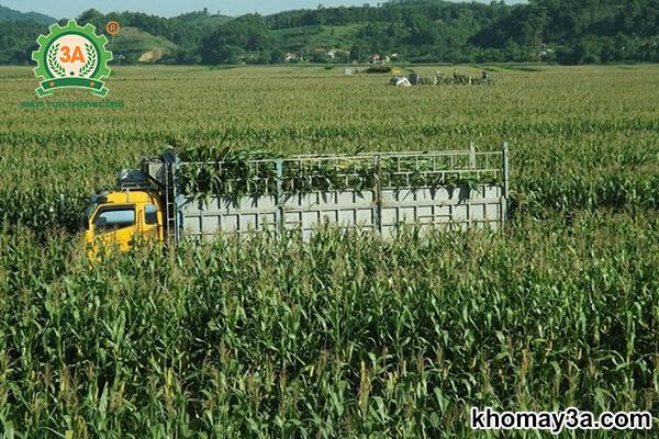 Kỹ thuật trồng ngô sinh khối