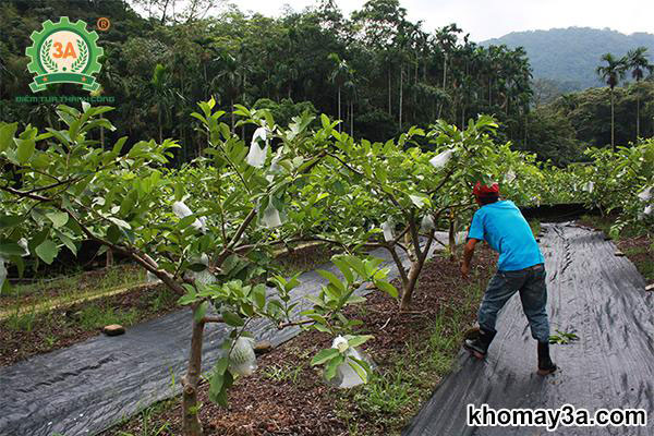 kỹ thuật trồng ổi lê