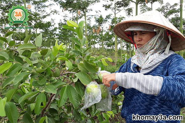 Chăm sóc cây ổi không hạt