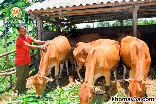 Lựa chọn bò sinh sản