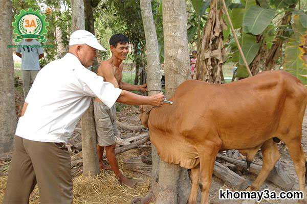 Phòng bệnh lở mồm long móng