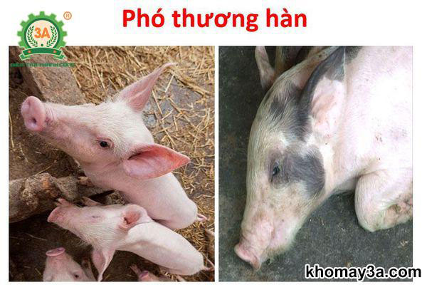 bệnh phó thương hàn