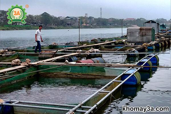 kỹ thuật nuôi cá trắm cỏ