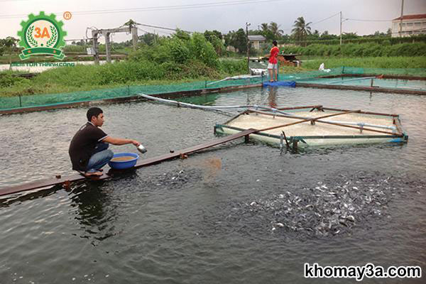 kỹ thuật nuôi cá trắm cỏ thương phẩm