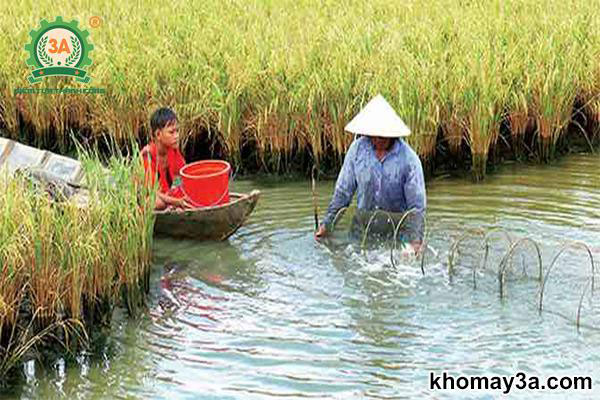 nuôi tôm càng xanh trên ruộng lúa